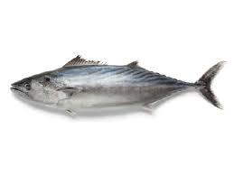 Image result for Sarda sarda