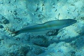 Image result for Malacanthus plumieri