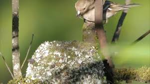 Attēlu rezultāti vaicājumam “Fringilla coelebs nest”