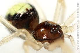 Attēlu rezultāti vaicājumam “Neottiura bimaculata”