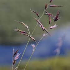 Attēlu rezultāti vaicājumam “Festuca psammophila”
