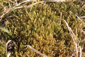 Attēlu rezultāti vaicājumam “Calliergonella lindbergii”