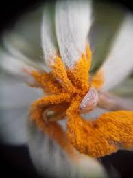 Attēlu rezultāti vaicājumam “Anthracoidea”