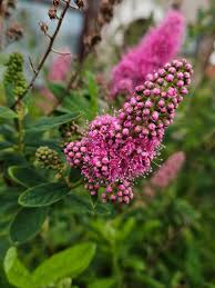 Attēlu rezultāti vaicājumam “Spiraea salicifolia flower”