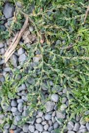 Attēlu rezultāti vaicājumam “Polygonum arenastrum leaf”