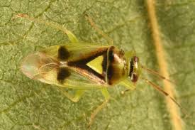 Attēlu rezultāti vaicājumam “Closterotomus biclavatus imago”