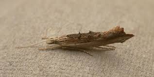 Attēlu rezultāti vaicājumam “Ypsolopha scabrella”