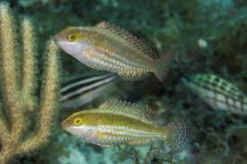 Image result for Sparisoma amplum