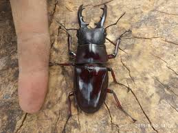 Attēlu rezultāti vaicājumam “Lucanidae”