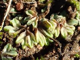 Attēlu rezultāti vaicājumam “Riccia sorocarpa”