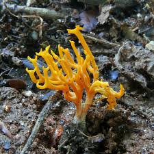 Attēlu rezultāti vaicājumam “Ramariopsis crocea”