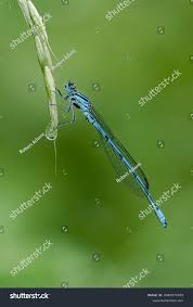 Attēlu rezultāti vaicājumam “Coenagrion puella male”