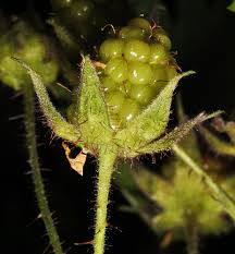 Attēlu rezultāti vaicājumam “Rubus nessensis fruit”