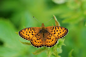 Attēlu rezultāti vaicājumam “Brenthis ino upperside”