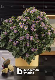 Image result for Exacum affine