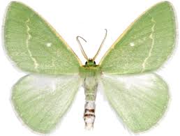 Attēlu rezultāti vaicājumam “Thetidia smaragdaria”