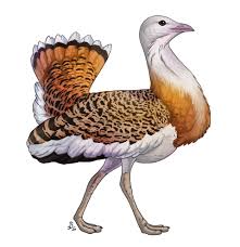 Image result for Otis tarda