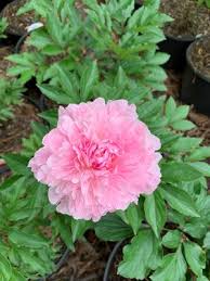Attēlu rezultāti vaicājumam “Paeonia lactiflora”