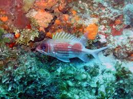 Image result for Holocentrus adscensionis