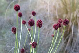 Attēlu rezultāti vaicājumam “Sanguisorba officinalis”