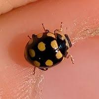 Attēlu rezultāti vaicājumam “Coccinula quatuordecimpustulata”