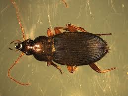 Attēlu rezultāti vaicājumam “Dendrophagus crenatus”