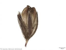 Attēlu rezultāti vaicājumam “Juncus bulbosus fruit”