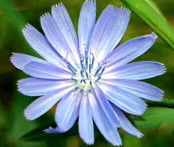 Image result for Cichorium intybus