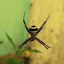 Attēlu rezultāti vaicājumam “Araneidae”