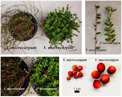 Attēlu rezultāti vaicājumam “Oxycoccus microcarpus”