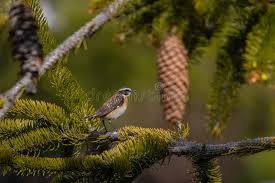 Attēlu rezultāti vaicājumam “Saxicola rubetra adult”