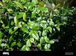 Attēlu rezultāti vaicājumam “Salix myrsinifolia leaf”