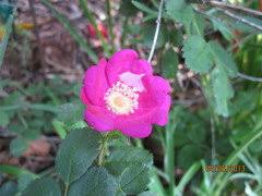 Attēlu rezultāti vaicājumam “Rosa glabrifolia”