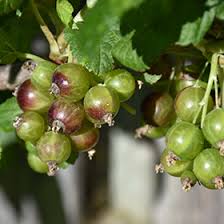 Attēlu rezultāti vaicājumam “Ribes uva-crispa fruit”