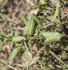 Attēlu rezultāti vaicājumam “Fallopia convolvulus”