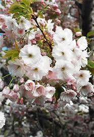 Attēlu rezultāti vaicājumam “Prunus (sakura)”