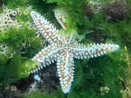 Image result for Diplodus cadenati