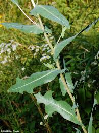 Attēlu rezultāti vaicājumam “Lactuca serriola”