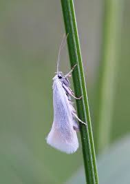 Attēlu rezultāti vaicājumam “Elachista argentella”