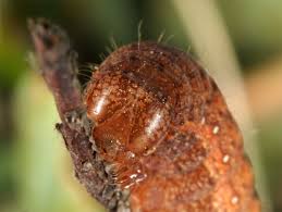 Attēlu rezultāti vaicājumam “Papestra biren”