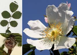 Attēlu rezultāti vaicājumam “Rosa subcanina”