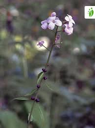 Attēlu rezultāti vaicājumam “Cardamine bulbifera flower”