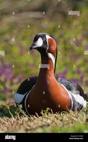 Image result for Branta ruficollis