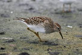 Image result for Calidris melanotos