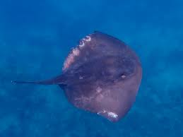 Image result for Pteroplatytrygon violacea