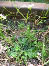 Attēlu rezultāti vaicājumam “Cardaminopsis arenosa fruit”