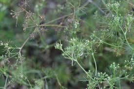 Attēlu rezultāti vaicājumam “Trichia flavicoma stalked”