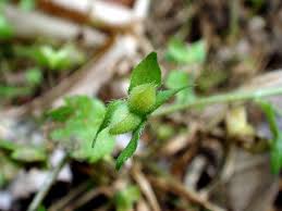 Attēlu rezultāti vaicājumam “Veronica persica fruit”