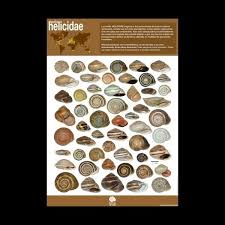 Attēlu rezultāti vaicājumam “Helicidae”