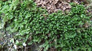 Attēlu rezultāti vaicājumam “Jungermannia leiantha”